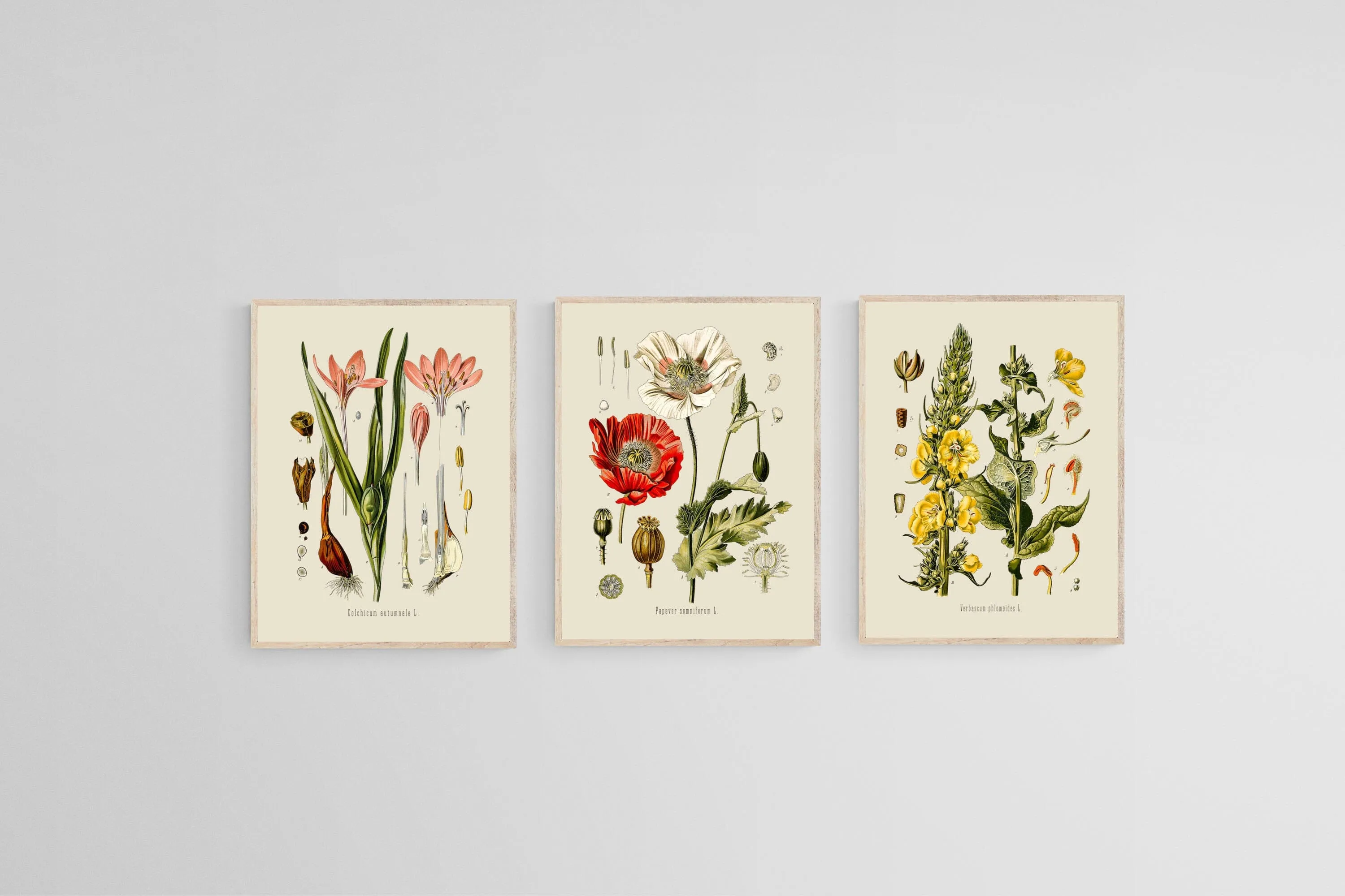 Botanical Illustration Set
