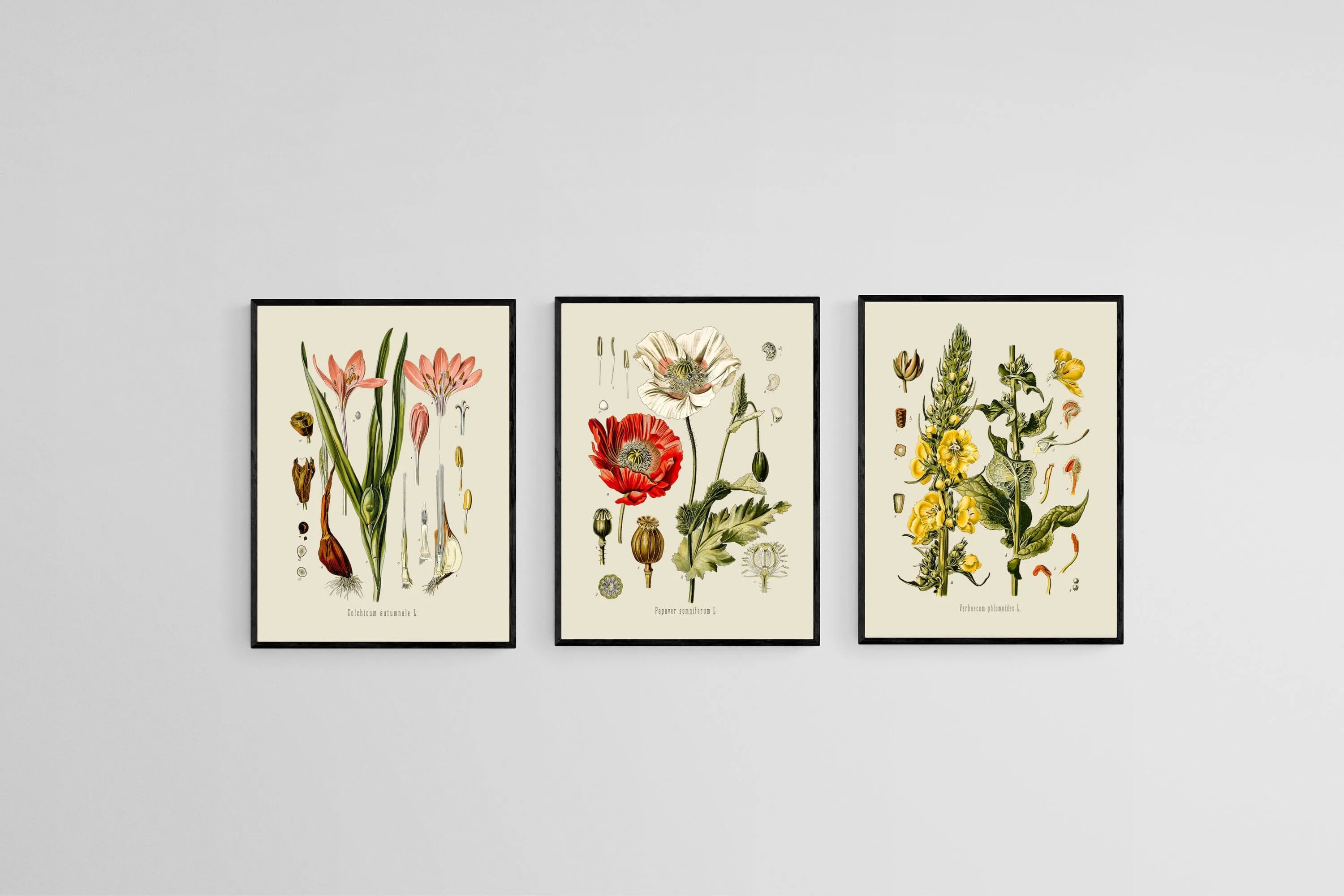 Botanical Illustration Set