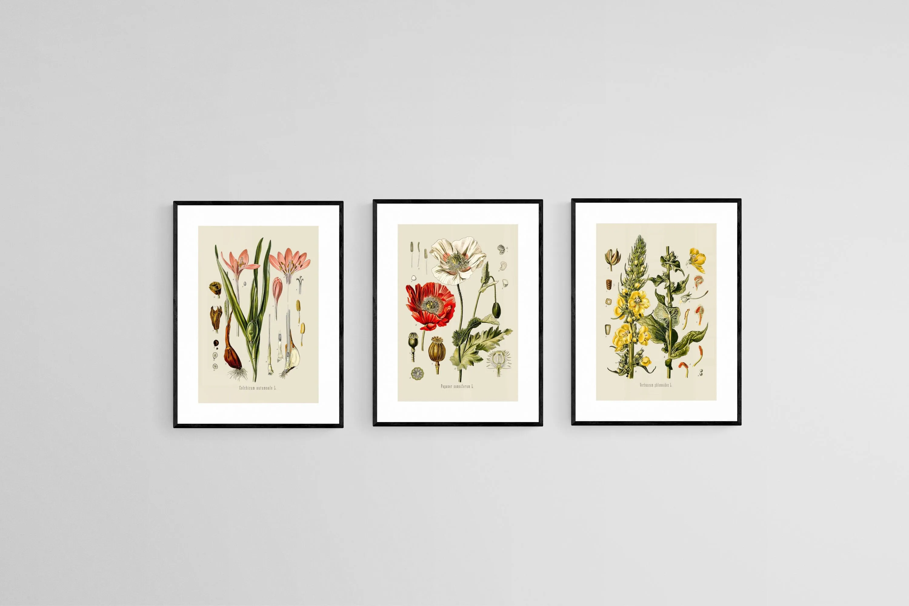 Botanical Illustration Set