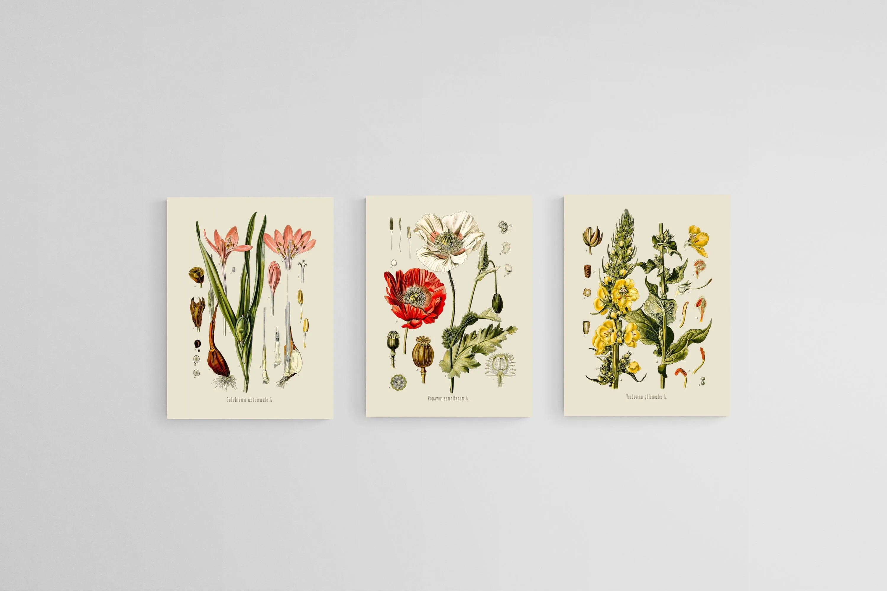 Botanical Illustration Set