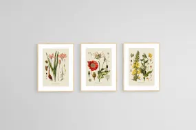 Botanical Illustration Set