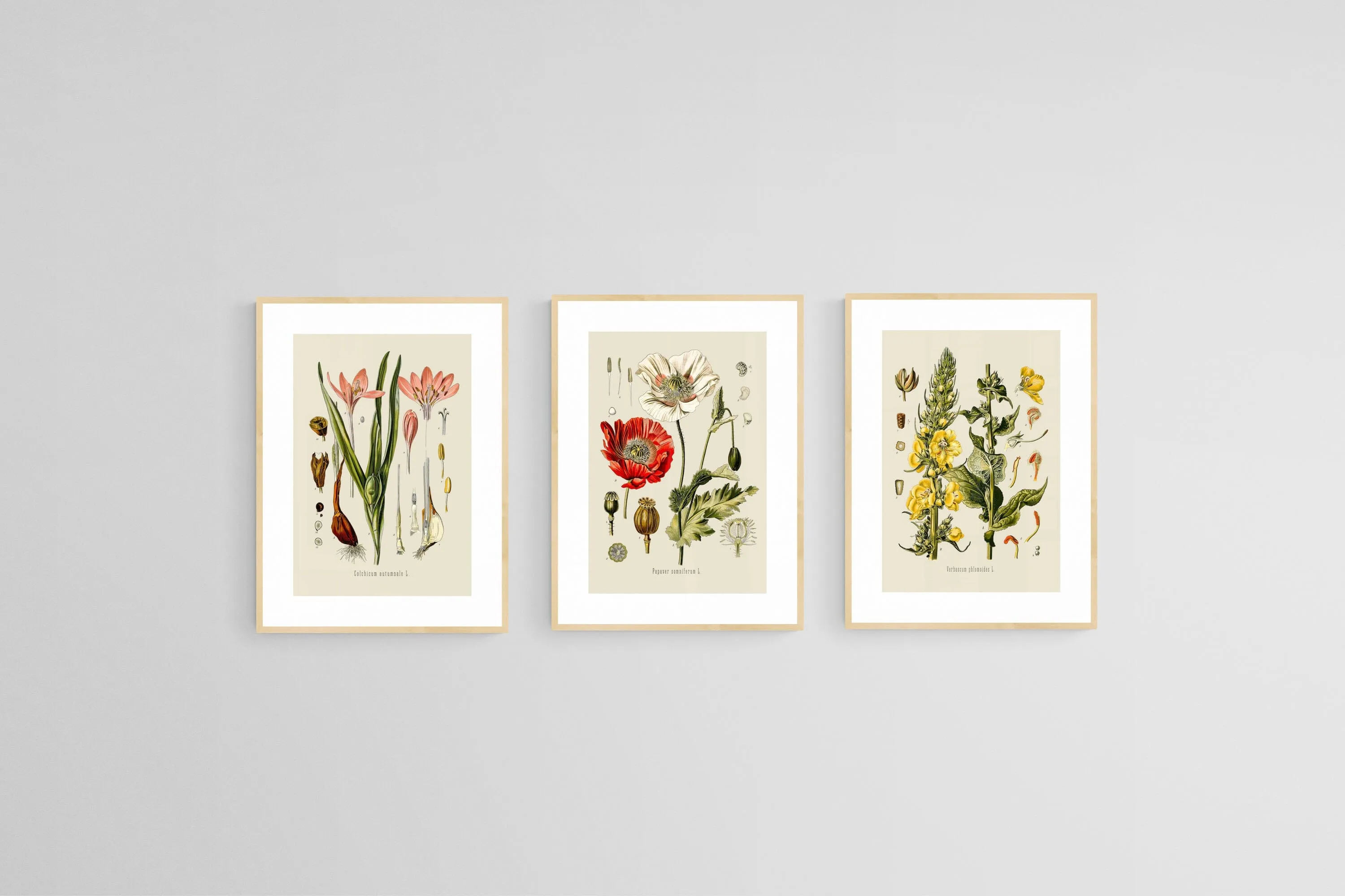 Botanical Illustration Set