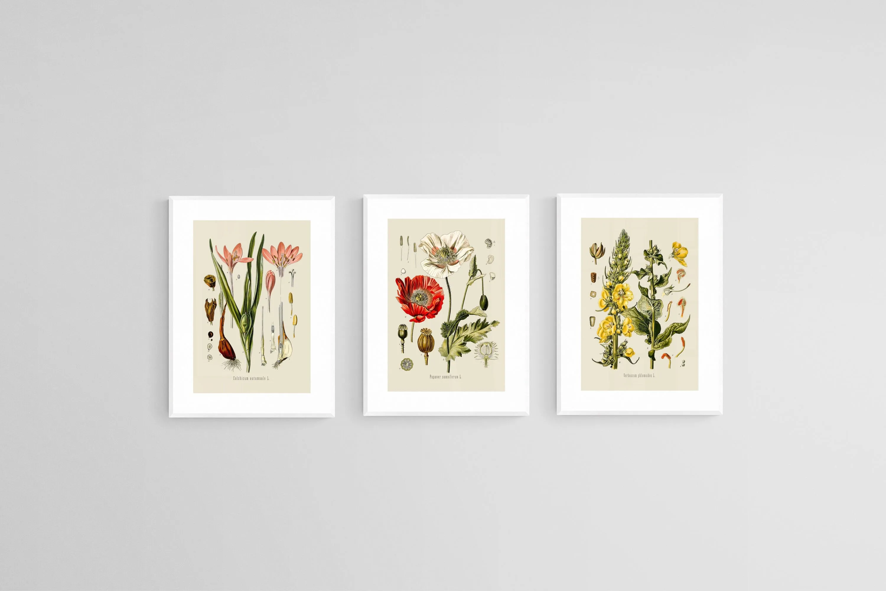 Botanical Illustration Set