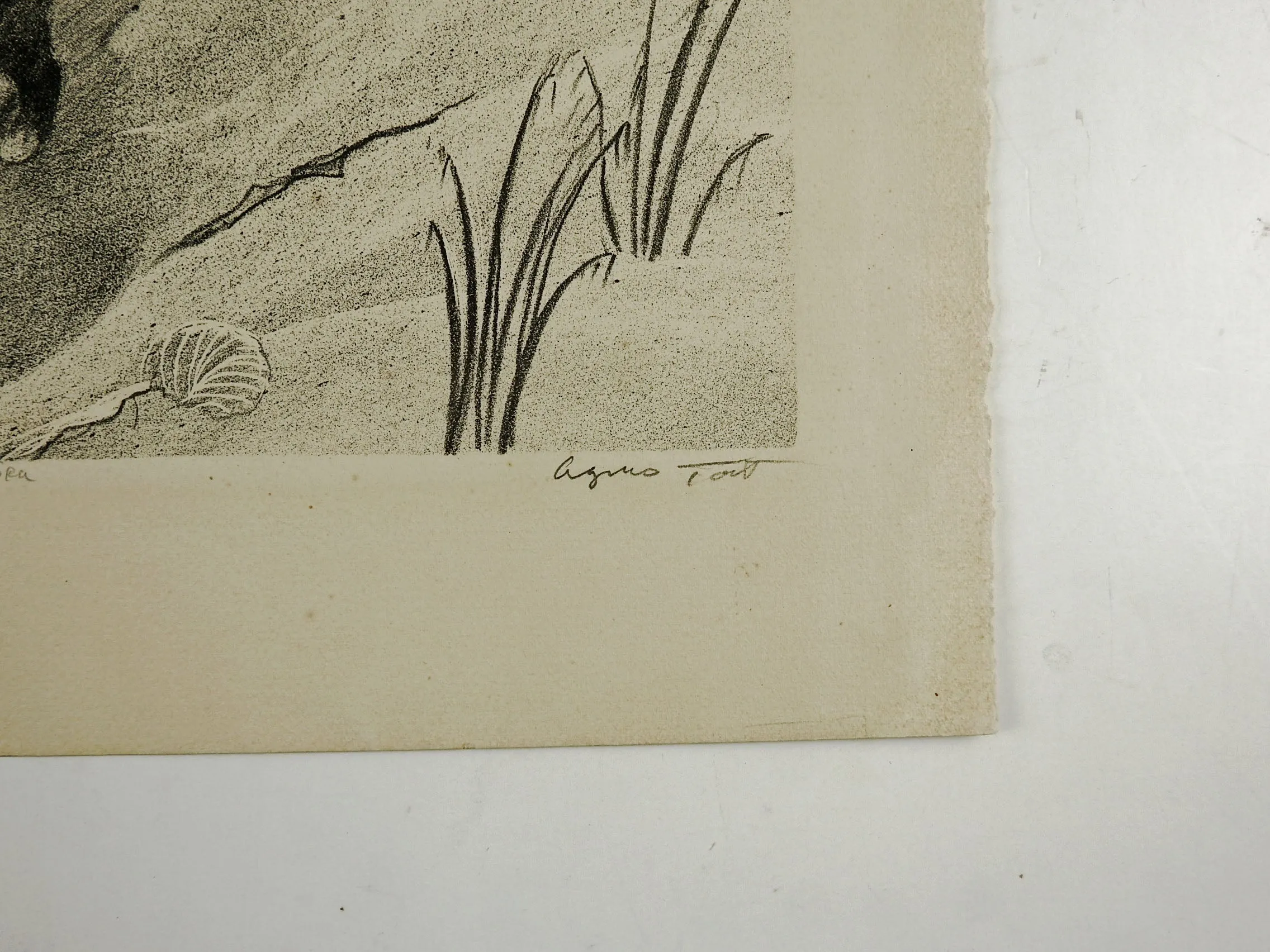 Cat On Beach By Agnes Tait Lithograph